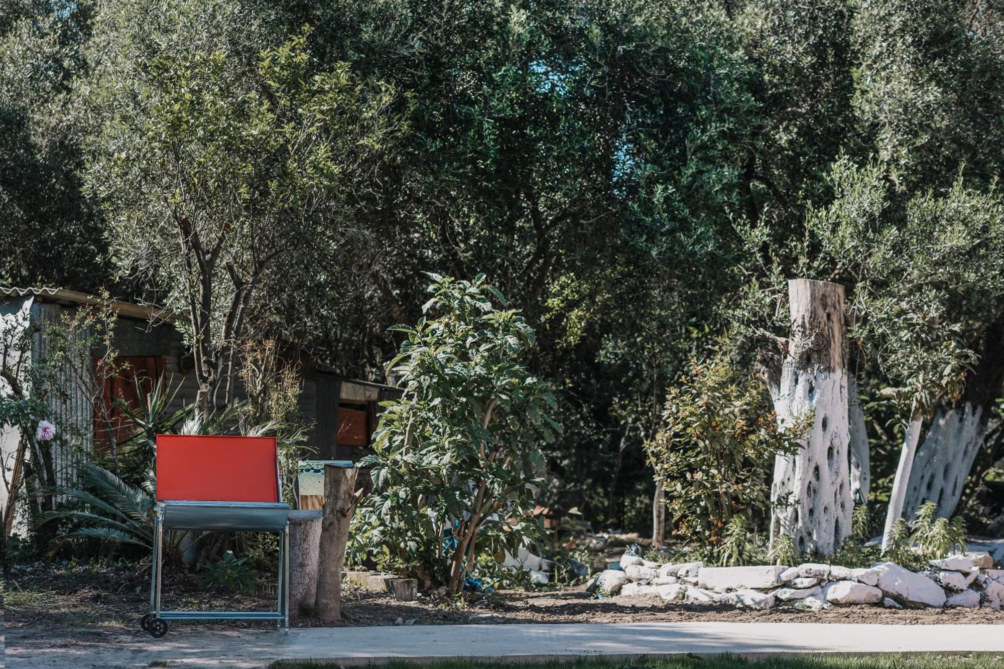 In An Olive Grove!